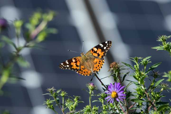 Butterfly sitting on a flowering plant 