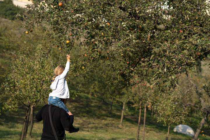 Child on adult's shoulders picking apples